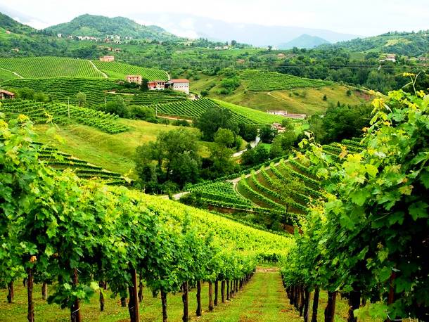 Beautiful Vineyards