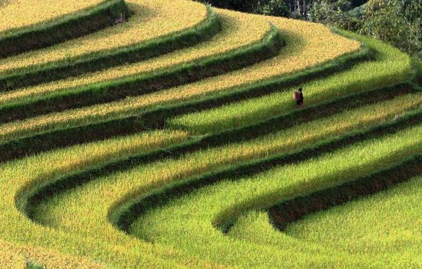 Rice Terraces Close to Harvest Season