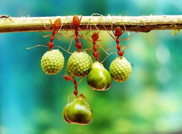Ants Holding Seeds