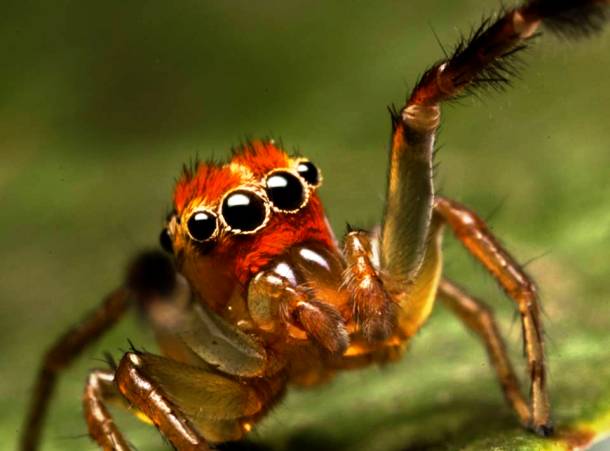 Orange Faced Jumping Spider