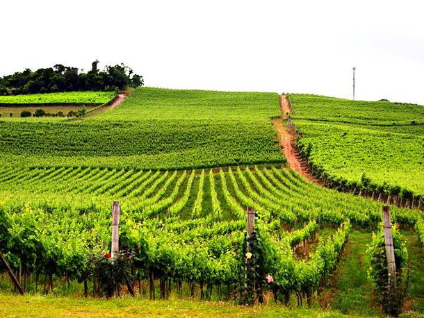Beautiful Vineyards
