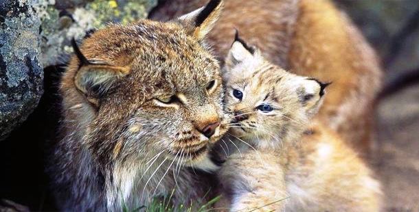 A bobcat and kitten cuddling