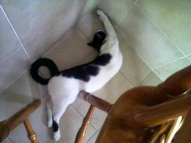 back bend cat