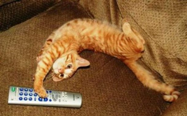 cat remote
