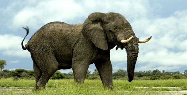 An elephant standing in grass