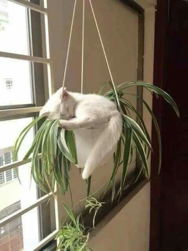 sleeping in plant