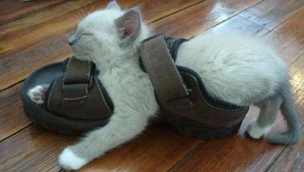 sleeping in shoe