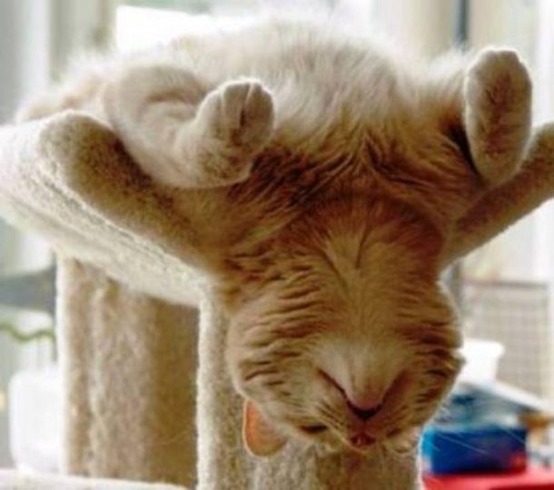 sleeping upside down cat