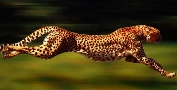 A cheetah jumping in the air