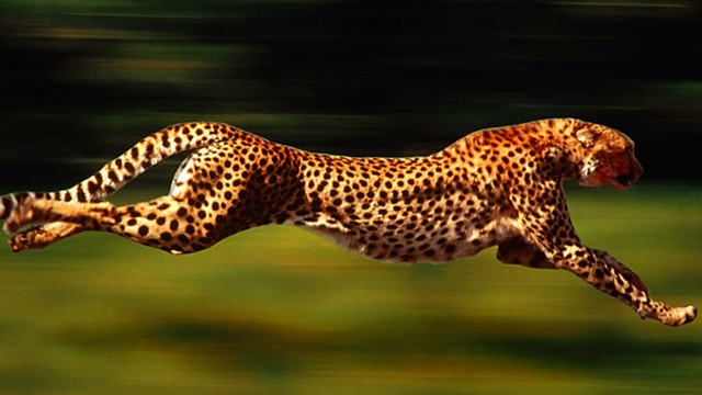 a cheetah jumping in the air