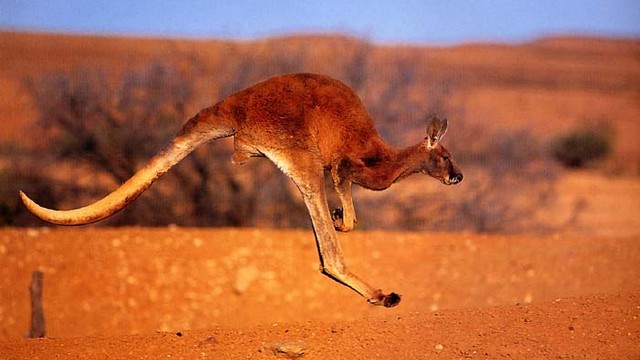 11 red kangaroo_tn
