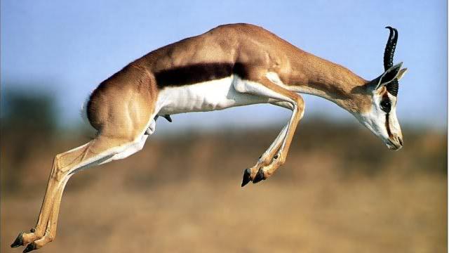17 thomson's gazelle