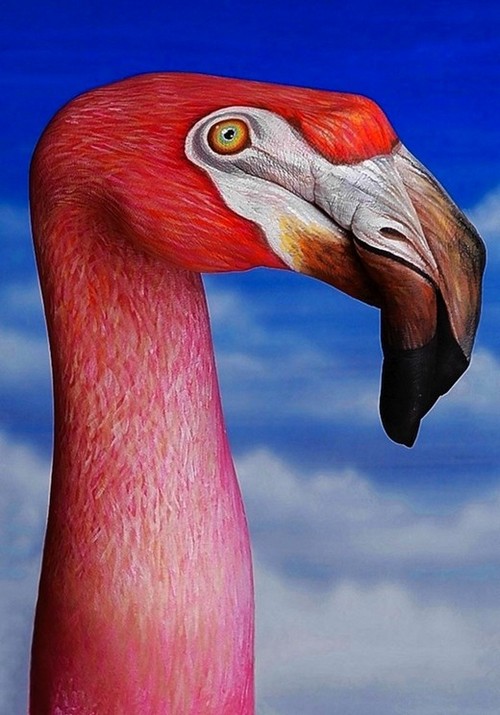 18 flamingo_tn