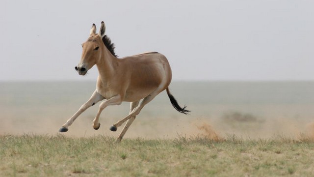 20 mongolian wild ass_tn