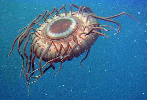 22 jellyfish_tn