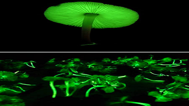 Bioluminiscent Fungi