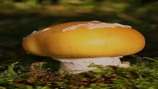 Cogumelo Mushroom
