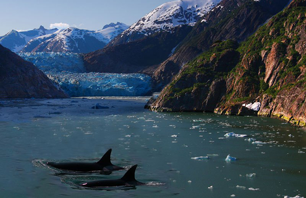 orcas-killer-whales-surfacing-in-alsaka-glacier