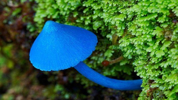 skyblue mushroom