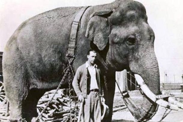 truko the elephant