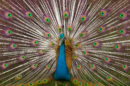 1 peacock_tn