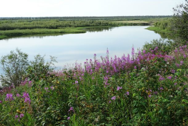 Mackenzie river with purple flowers in the foreground and grassy banks in the background