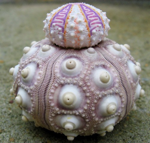 23 sea-urchin-fractal_tn