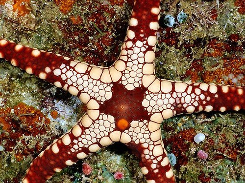 25 starfish_tn