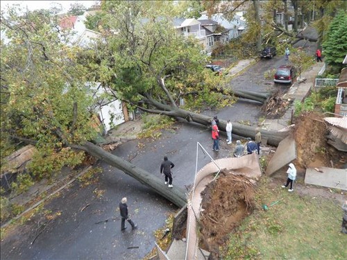 6 toppled down trees_tn
