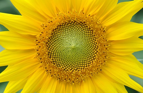 8 sunflower_tn