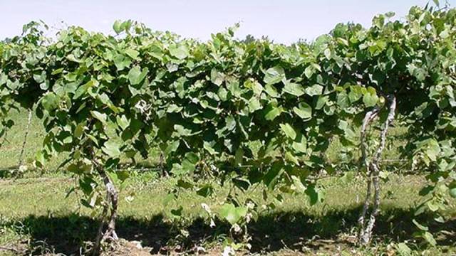Use grapevines to provide good shade and scent