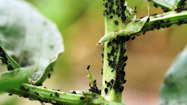 Watch out for garden pests