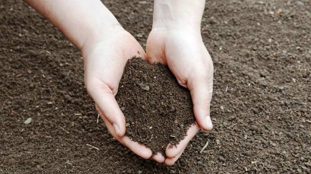 Add compost to your soil