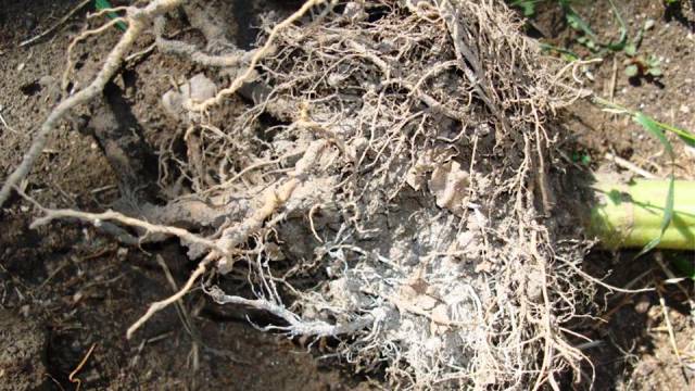 Improve your soil through Mycorrhizal