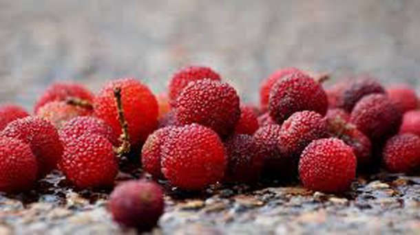 chinese bayberry