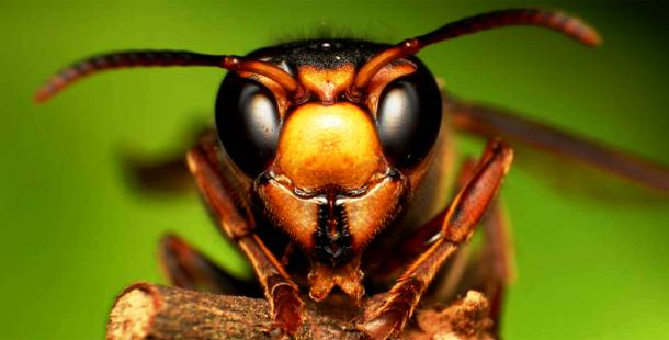 25 amazing close up photographs of insects
