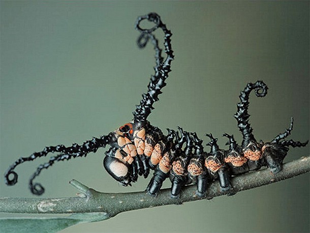 8 Brahmin-moth-Caterpillar_tn