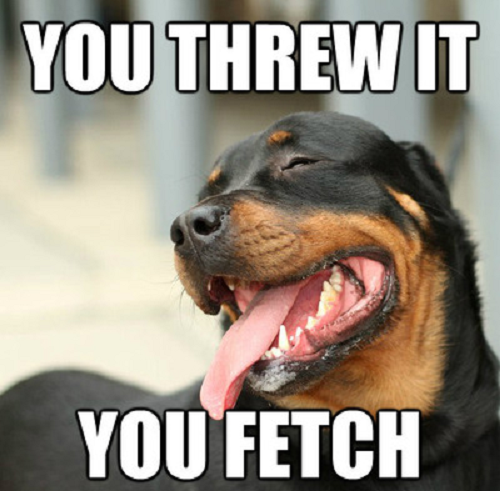 Image you threw it you fetch