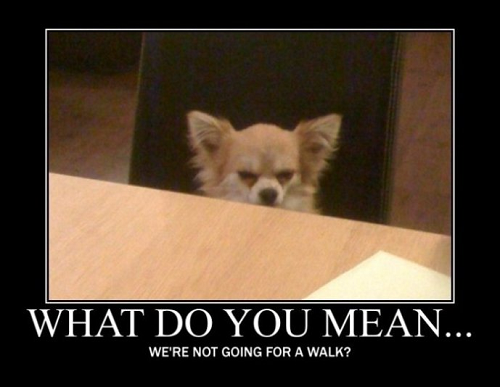 Funny image of chihuahua at table with words saying what do you mean
