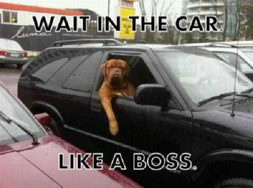Image of dog in car with words saying wait in the car like a boss
