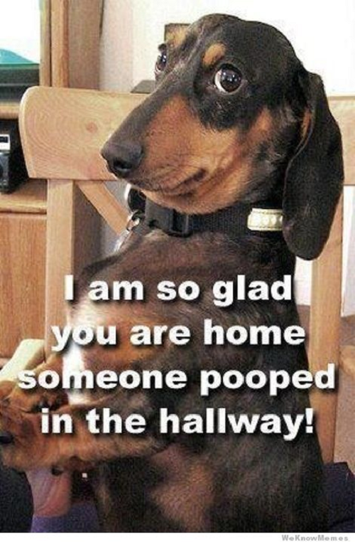 Cute dog meme with words saying I am so glad you are home someone pooped in the hallway