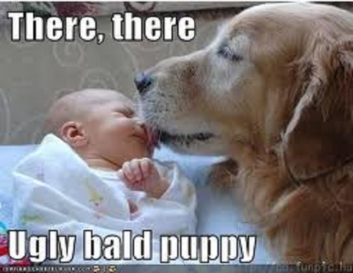 Image of Labrador dog licking baby's face with words saying There, there ugly bald puppy