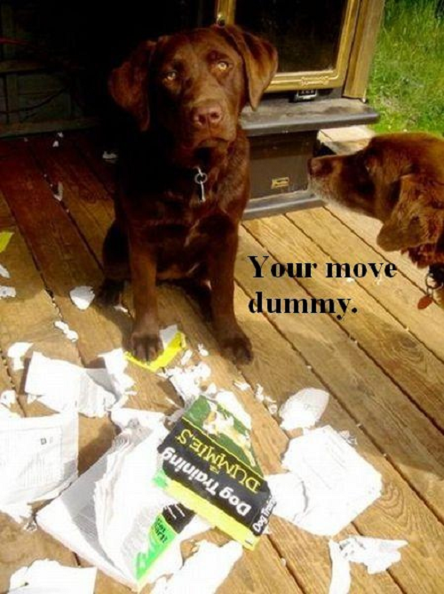Image of chocolate lab with words saying your move dummy