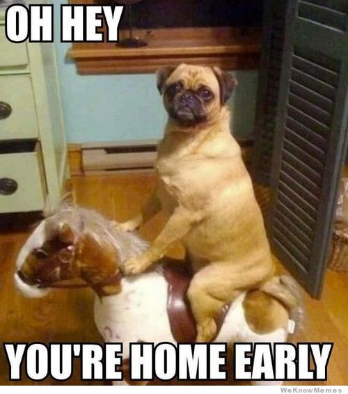 Funny image of pug on rocking horse with words saying Oh hey you're home early