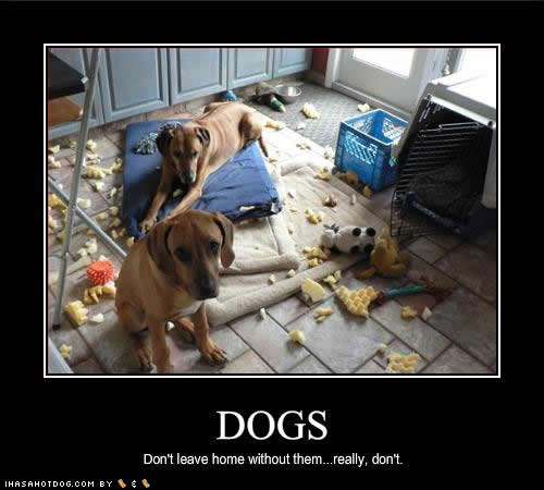 Image of destructive dogs with words saying dogs, don't leave home without them...really, don't.