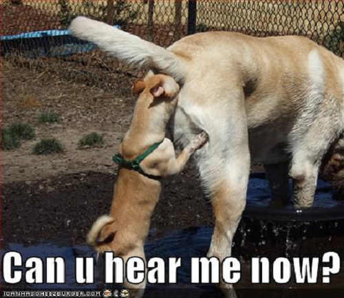 Image of dog sniffing other dog's butt with words saying can you hear me now?