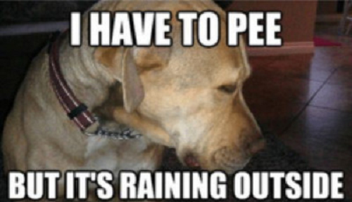 Image of sad dog and words saying I have to Pee but its raining outside