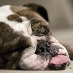25 funny ways dogs fall asleep