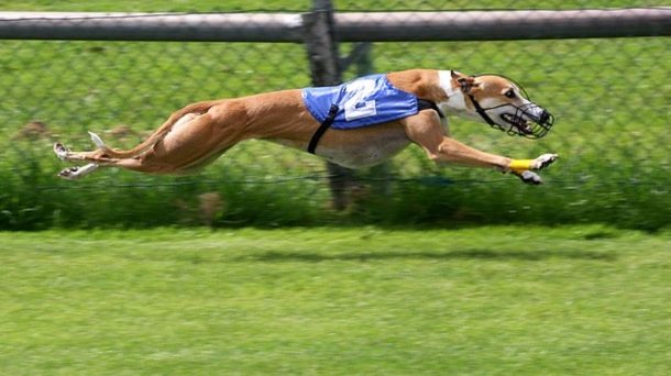 Greyhound racing fast