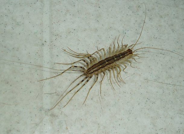 House_centipede